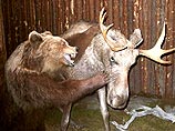 Касьянов хочет сделать лося эмблемой своего движения, думая, что медведи на лосей не нападают Касьянов хочет сделать лося эмблемой своего движения, думая, что медведи на лосей не нападают