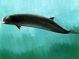 Японские исследователи обнаружили новое подтверждение того, что десятки миллионов лет назад киты имели четыре конечности и обитали не в воде, а ходили по земле