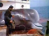 Доказательством, по их мнению, может служить имеющий четыре плавника дельфин-бутылконос, которого в конце октября поймали японские промысловики