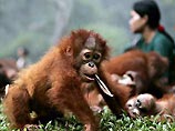 В Индонезии из-за лесных пожаров погибли около тысячи орангутанов
