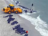 В Новой Зеландии около 100 китов выбросились на мелководье. Свыше сорока погибли