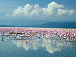 Озеро Накуру, расположенное в одноименном национальном парке Масаи-Мара в Кении, - одно из чудес природы и дом для сотен тысяч розовых фламинго - под угрозой исчезновения