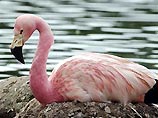 Озеро Накуру в Кении высыхает - его покинули сотни тысяч фламинго