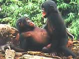 Бонобо, независимо от того, является ли секс панацеей (средством от всех болезней), действительно могут научить нас многим вещам, в первую очередь терпимости и сотрудничеству - ценностям, крайне полезным для выживани