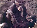 Обезьяны бонобо - ближайшие "родственники" человека: они любвеобильны и вымирают