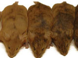 Ученые использовали специальную породу генетически идентичных мышей с гиперактивной версией гена, который влияет на цвет шерсти