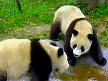 Таиландский зоопарк, отчаявшись ждать потомства от панд, решил совратить их тематическим кино 