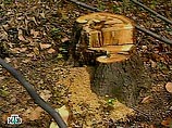 В Новгородской области задержан злоумышленник, спиливший на дрова лес в детском санатории