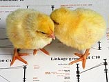 Ученые отрастили крыло эмбриону цыпленка и открыли у него способность к регенерации