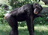 Самцы шимпанзе, в отличие от мужчин, предпочитают старых и опытных самок