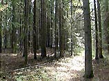 Совет Федерации выступил против нового Лесного кодекса