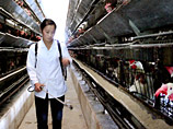 В Южной Корее подозревают вспышку "птичьего гриппа" после массовой гибели цыплят