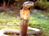 Самый знаменитый в Малайзии заклинатель змей скончался от укуса кобры во время шоу