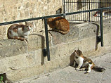 Уличные коты, спасаясь от холода, выводят из строя джипы израильской армии