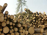 "Ведомости": Лесной кодекс оставляет лазейку для приватизации леса