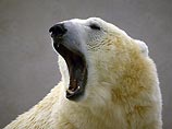 Белые медведи осадили чукотский поселок, оказавшийся на пути их миграции