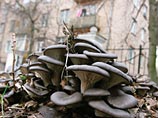 В Москве побит абсолютный температурный рекорд В Москве побит абсолютный температурный рекорд
