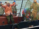 По данным погрануправления, на борту шхуны обнаружено около 20 тонн морского ежа, на вылов и транспортировку которого у экипажа "Джина" нет никаких разрешительных документов По данным погрануправления, на борту шхуны обнаружено около 20 тонн морского ежа, на вылов и транспортировку которого у экипажа "Джина" нет никаких разрешительных документов