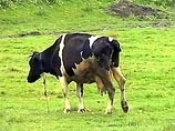 Стада коров наносят экологии Земли больше ущерба, чем автомобили или самолеты, говорится в докладе Продовольственной и сельскохозяйственной организации ООН (ФАО), выдержки из которого публикует британская газета The Independent