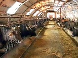 Доклад ООН: коровы загрязняют атмосферу Земли больше, чем весь транспорт вместе взятый