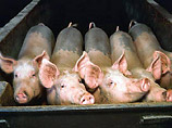 http://dev.newsru.com/world/11dec2006/pigs.html  В Израиле признан провальным эксперимент по натаскиванию свиней на террористов-арабов