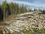 По данным областного Агентства лесного хозяйства, на всех аукционах 2006 года куплено более 290 тыс. кубометров древесины на корню
