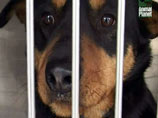 В Мосгордуме планируют ужесточить правила содержания и разведения собак



