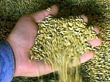 У Туркменбаши бессонница: он узнал, как в республике сеют пшеницу