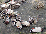 Изначально сообщалось только о 1000 мертвых птиц, однако после того как эксперты обследовали территорию в радиусе нескольких миль, их число увеличилось до 2500