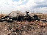 В Индии охотник убил бешеного слона по кличке Бен Ладен В Индии охотник убил бешеного слона по кличке Бен Ладен