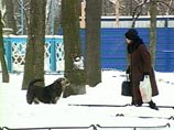 Житель Ярославля при отлове бродячих животных выстрелил в женщину парализующей пулей Житель Ярославля при отлове бродячих животных выстрелил в женщину парализующей пулей