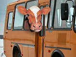 В Калининградской области преступник пытался вывезти похищенных коров в пассажирском автобусе