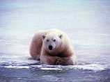 Белые медведи могут быть причислены к видам, находящимся под угрозой исчезновения. Это предложили власти США в связи с таянием арктических льдов