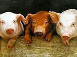 На Украине к началу года Красного Кабана вывели такую же породу свиней