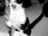 В ноябре один мужчина был укушен бешеным котенком, которого он подобрал на улице. Мужчину успешно вылечили В ноябре один мужчина был укушен бешеным котенком, которого он подобрал на улице. Мужчину успешно вылечили