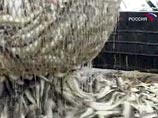 Голландская пресса обвинила российских рыбаков в нелегальной добыче трески