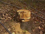 Прокуратура Москвы будет жестче бороться с незаконной вырубкой деревьев в столице Прокуратура Москвы будет жестче бороться с незаконной вырубкой деревьев в столице