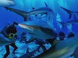 Когда дайверы опустились на глубину 50 метров, египетский инструктор сообщил туристам о приближающихся акулах