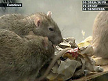 http://dev.newsru.com/world/09jan2007/rats.html  Американцу, живущему с 1300 крысами, могут предъявить новые обвинения в жестоком обращении с животными
