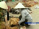 Очередная вспышка "птичьего гриппа" зафиксирована во Вьетнаме