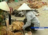 Очередная вспышка "птичьего гриппа" зафиксирована во Вьетнаме Очередная вспышка "птичьего гриппа" зафиксирована во Вьетнаме