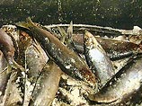 Их команды обвиняют в незаконной ловле рыбы в водах Грузии. По данным грузинской погранполиции, в частности, на борту российского сейнера было обнаружено 6 тонн незаконно добытой рыбы