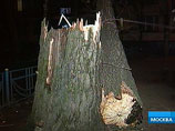 Порывами штормового ветра было повалено 12 деревьев