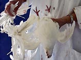 Японские власти подтвердили вспышку "птичьего гриппа" на птицефабрике на юге страны, сообщает в субботу агентство Kyodo