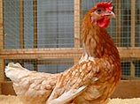 В Британии вывели породы кур, несущих особые противораковые яйца