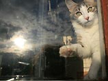 Ученые: домашние животные едва ли влияют на здоровье владельцев, но помогают при депрессии Ученые: домашние животные едва ли влияют на здоровье владельцев, но помогают при депрессии