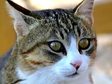 Ученые: домашние животные едва ли влияют на здоровье владельцев, но помогают при депрессии Ученые: домашние животные едва ли влияют на здоровье владельцев, но помогают при депрессии