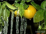В Калифорнии из-за морозов погибло три четверти урожая цитрусовых