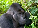 Скандал в Конго: повстанцы съели двух редких горилл, которые привлекали туристов и деньги в казну 
