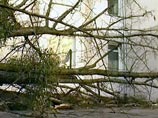 В Краснодаре поваленное сильным ветром дерево придавило двух женщин